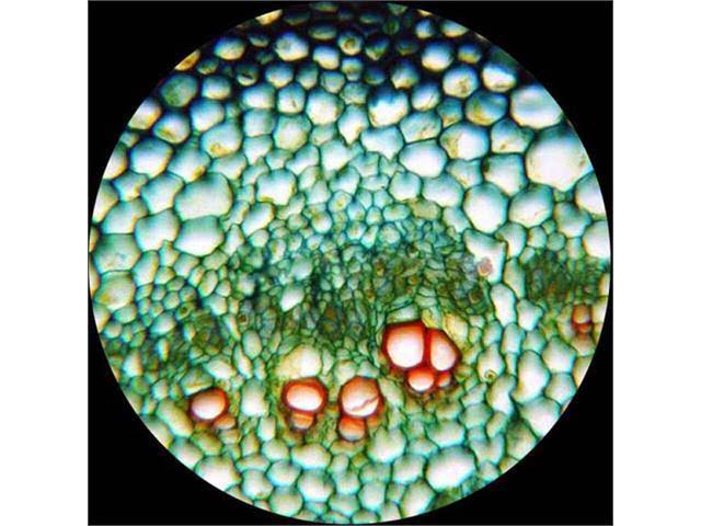 40X-640X Student Monocular Biological Compound Microscope H53556