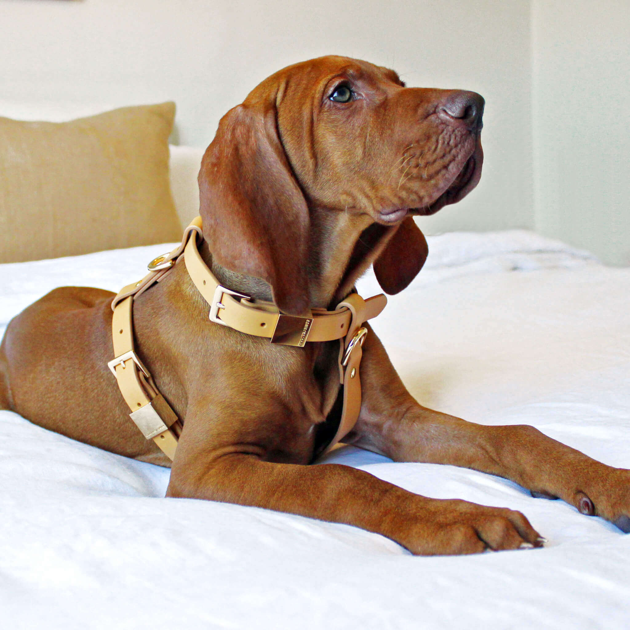 Camel Dog Harness & Leash Set V369940